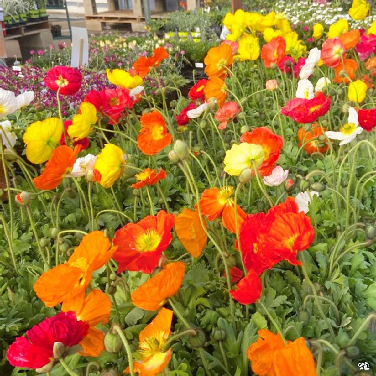 Iceland poppies