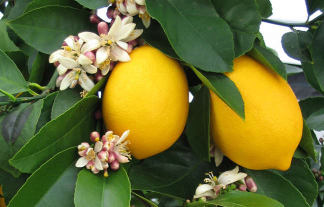 Meyer Lemon Tree