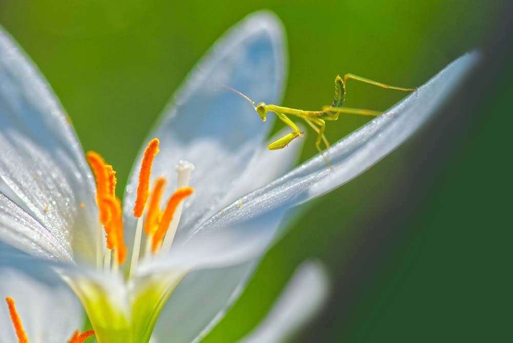 Close up of young praying mantid on flower petal