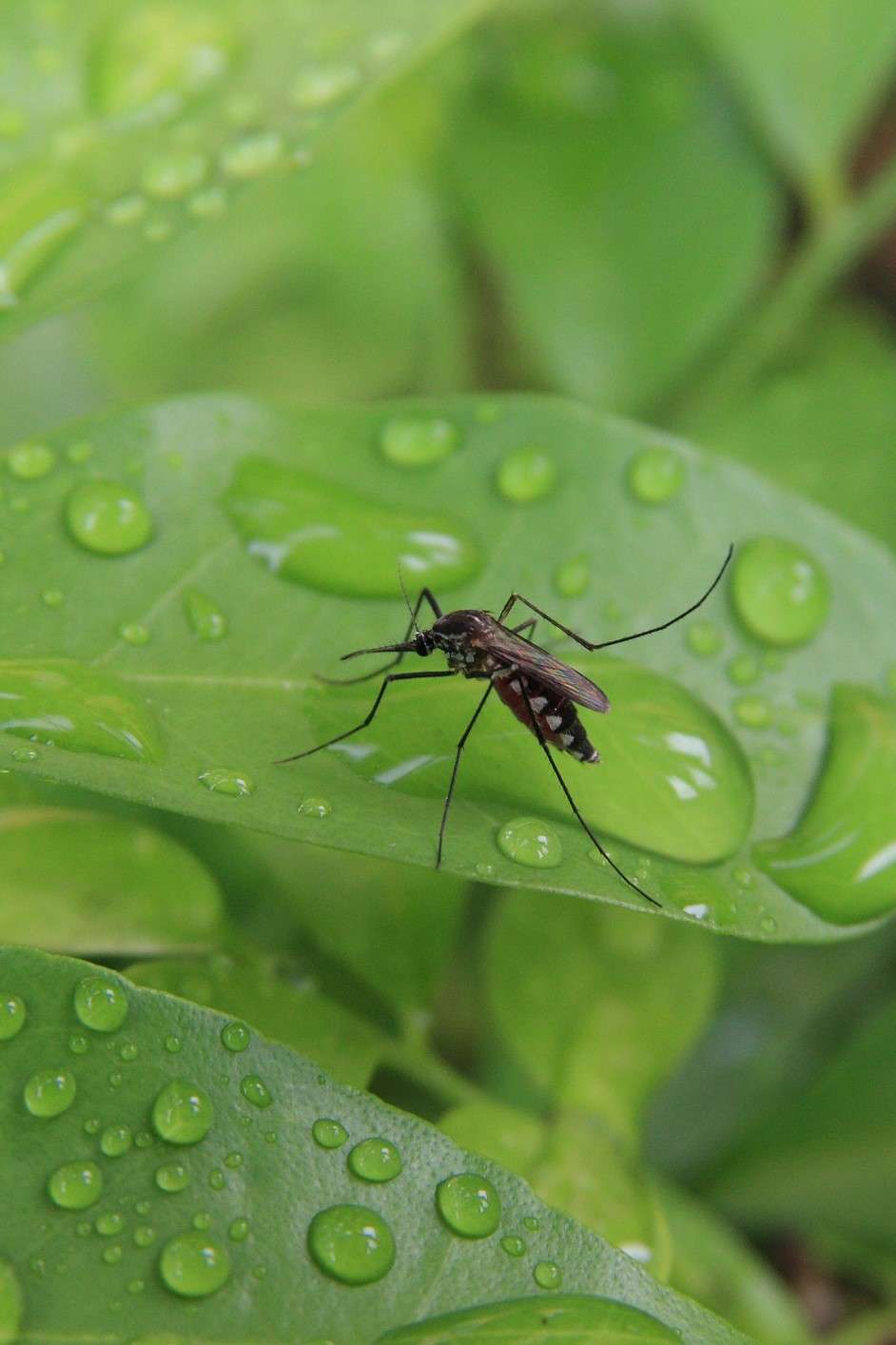 Mosquito on Leaves