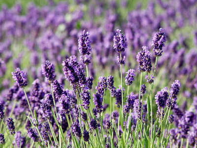 Lavender Provence