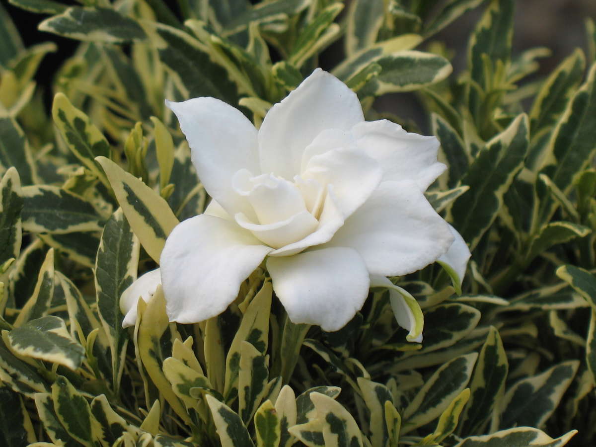 Gardenia Radicans