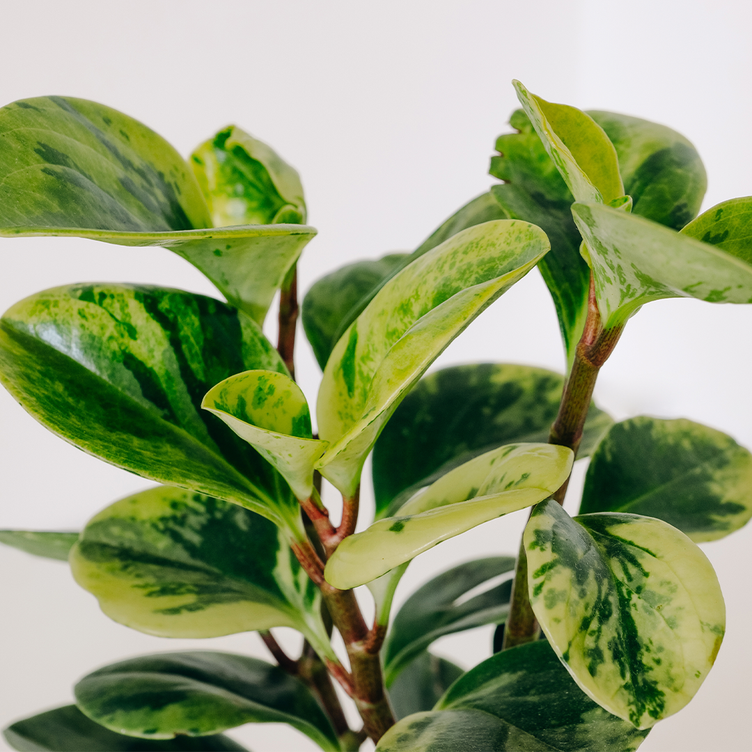 Peperomia Green