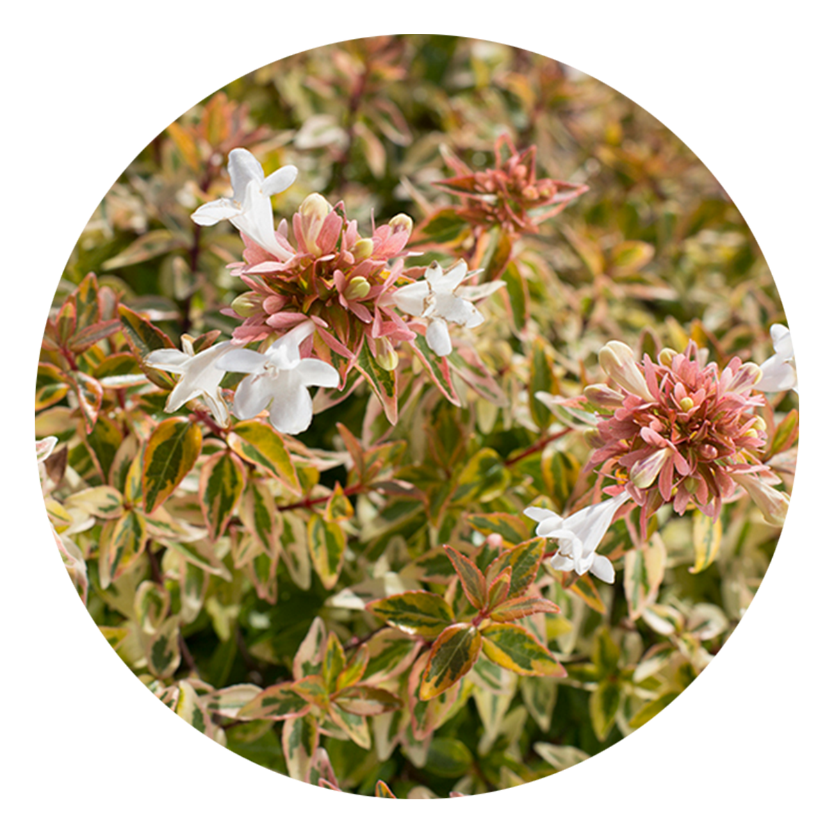 Abelia 'Kaleidoscope'