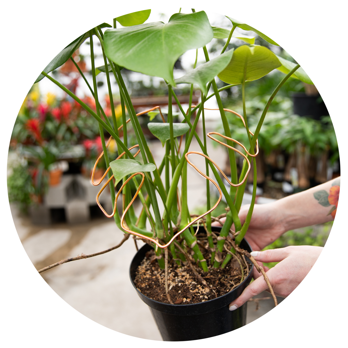 Monstera being supported by copper wire plant support