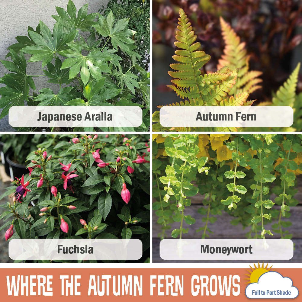 Image of Japanese Aralia, Autumn Fern, Fuchsia, and Moneywort in the Where the Autumn Fern Grows recipe