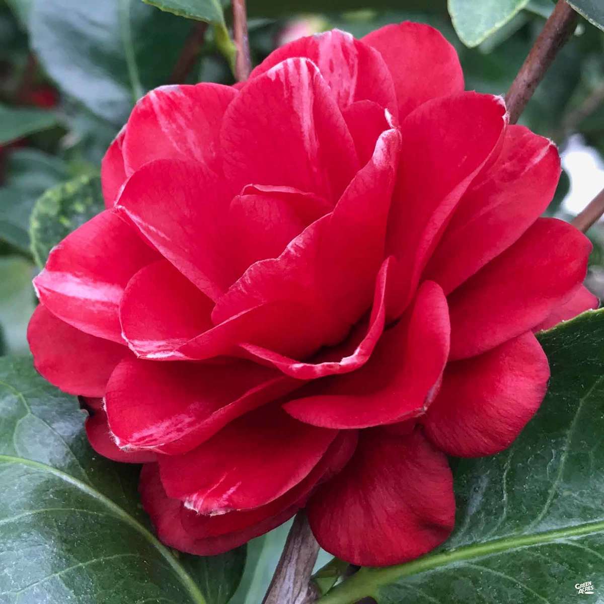 Mrs. Charles Cobb Camellia