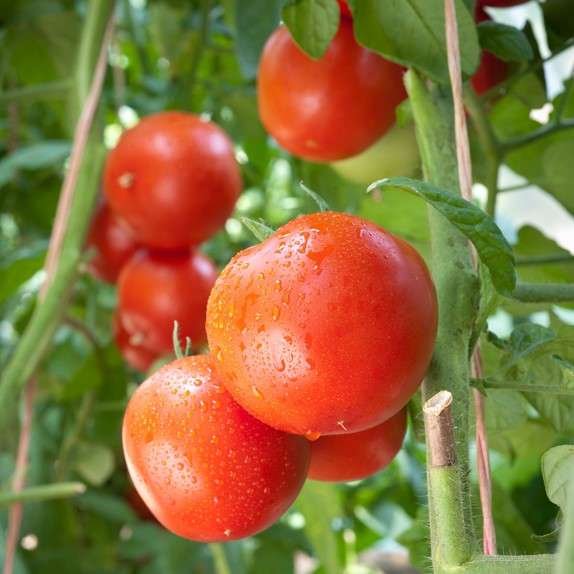 Fresh tomatoes on vine