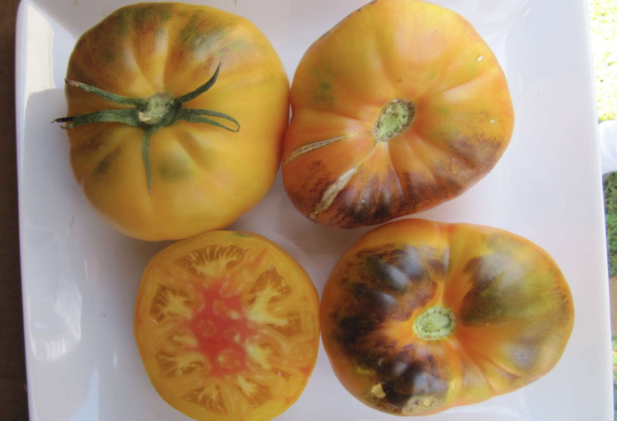 Wild Boar Tomato: Afternoon Delight Wild Boar Tomato: Afternoon Delight