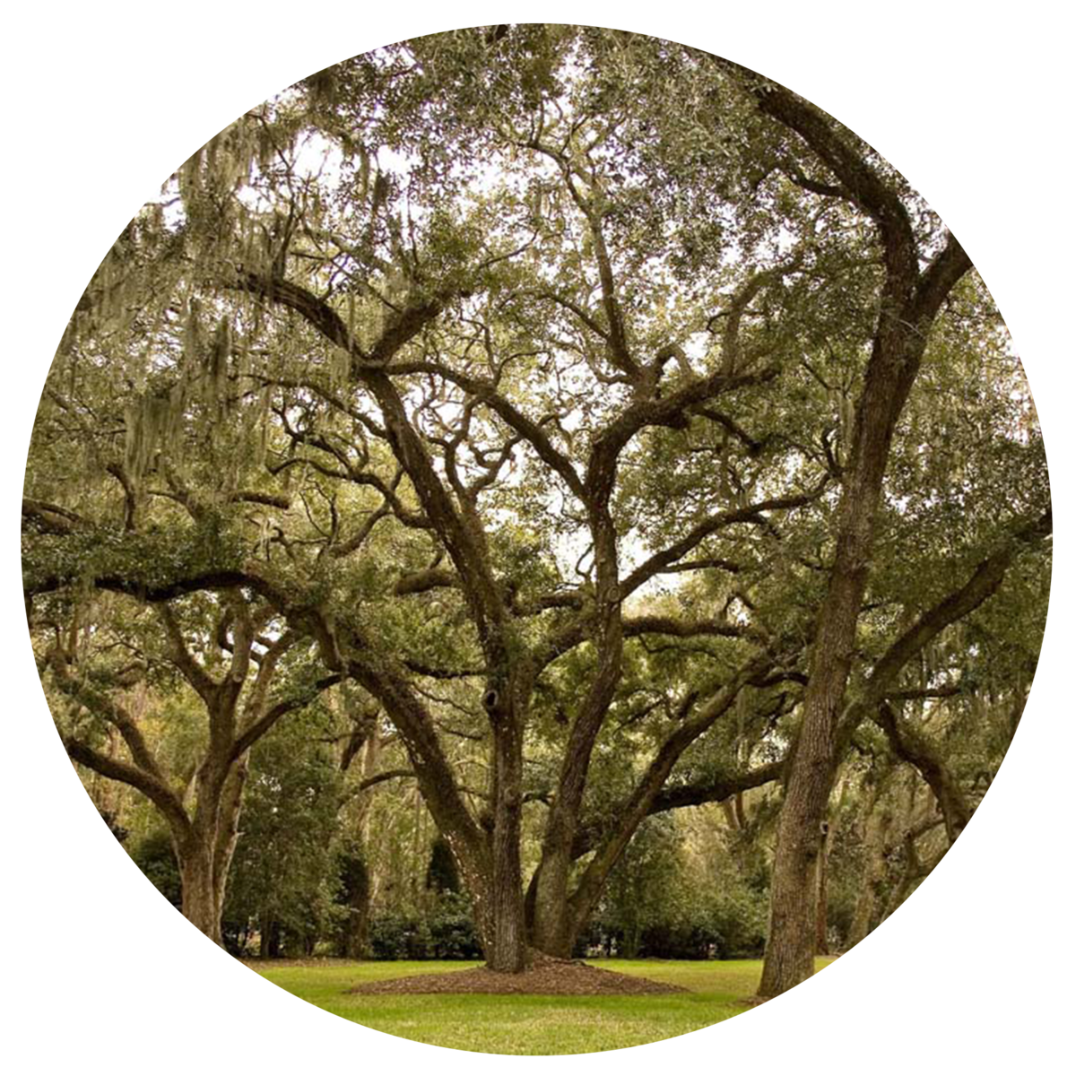 Southern Live Oak