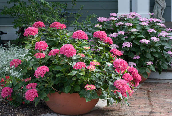 Pink hydrangeas in large terra cotta pot