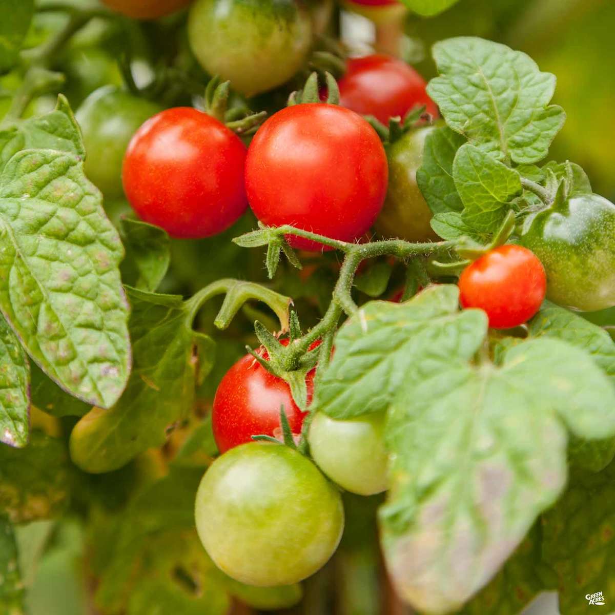 Tomato Patio