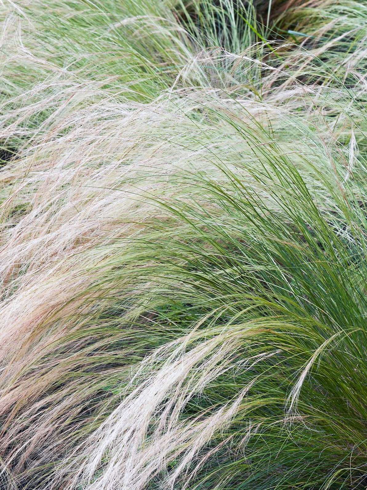 Mexican Feather Grass