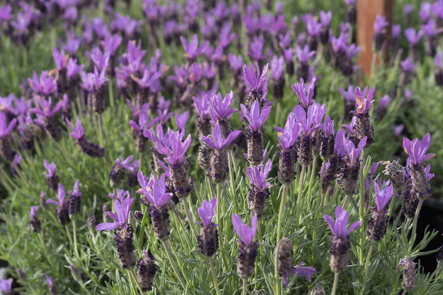 Spanish Lavender