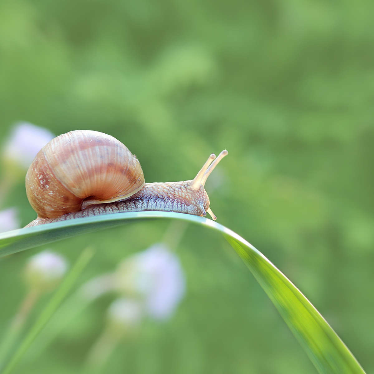 Snail on leaf