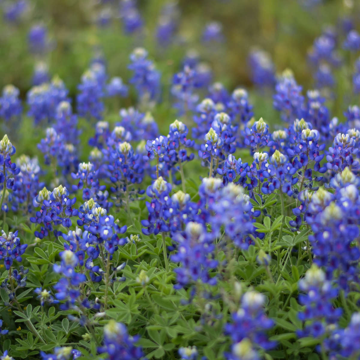 Texas Bluebonnet