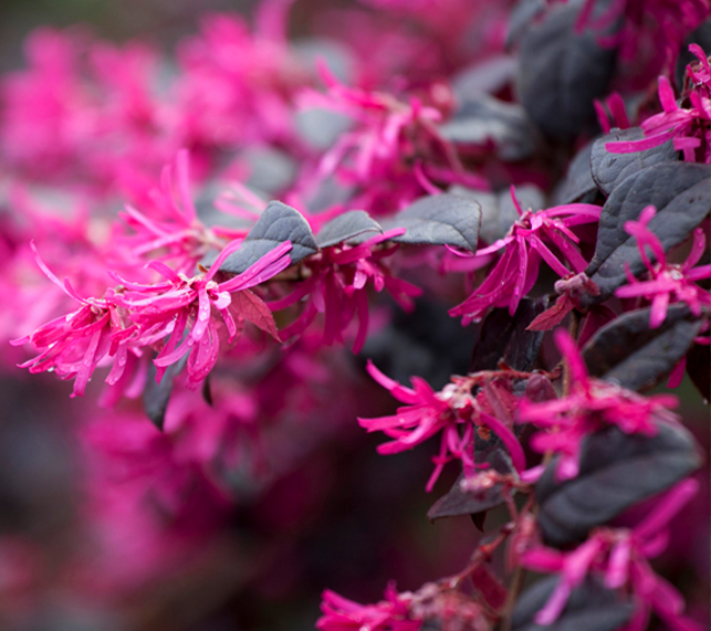 Chinese Fringe Flower