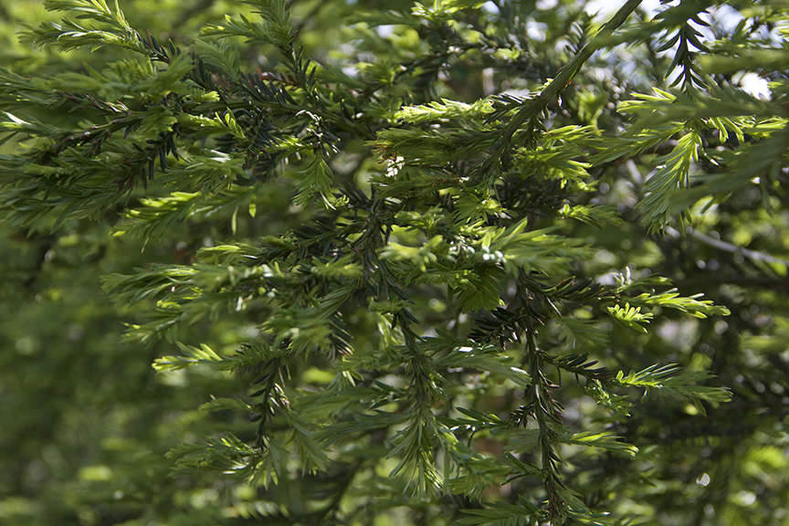 Coastal Redwood Aptos Blue