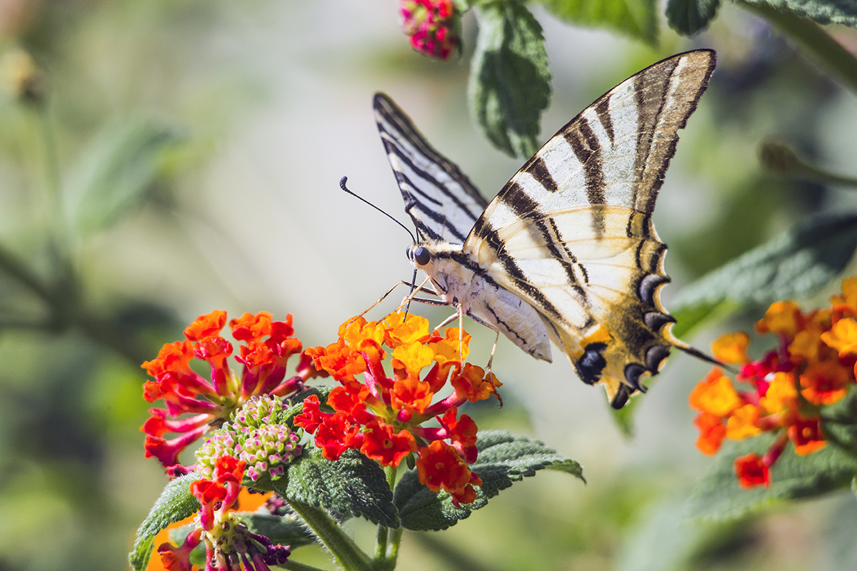 Butterfly drinking from a Lantana flower. The flower is red and orange.