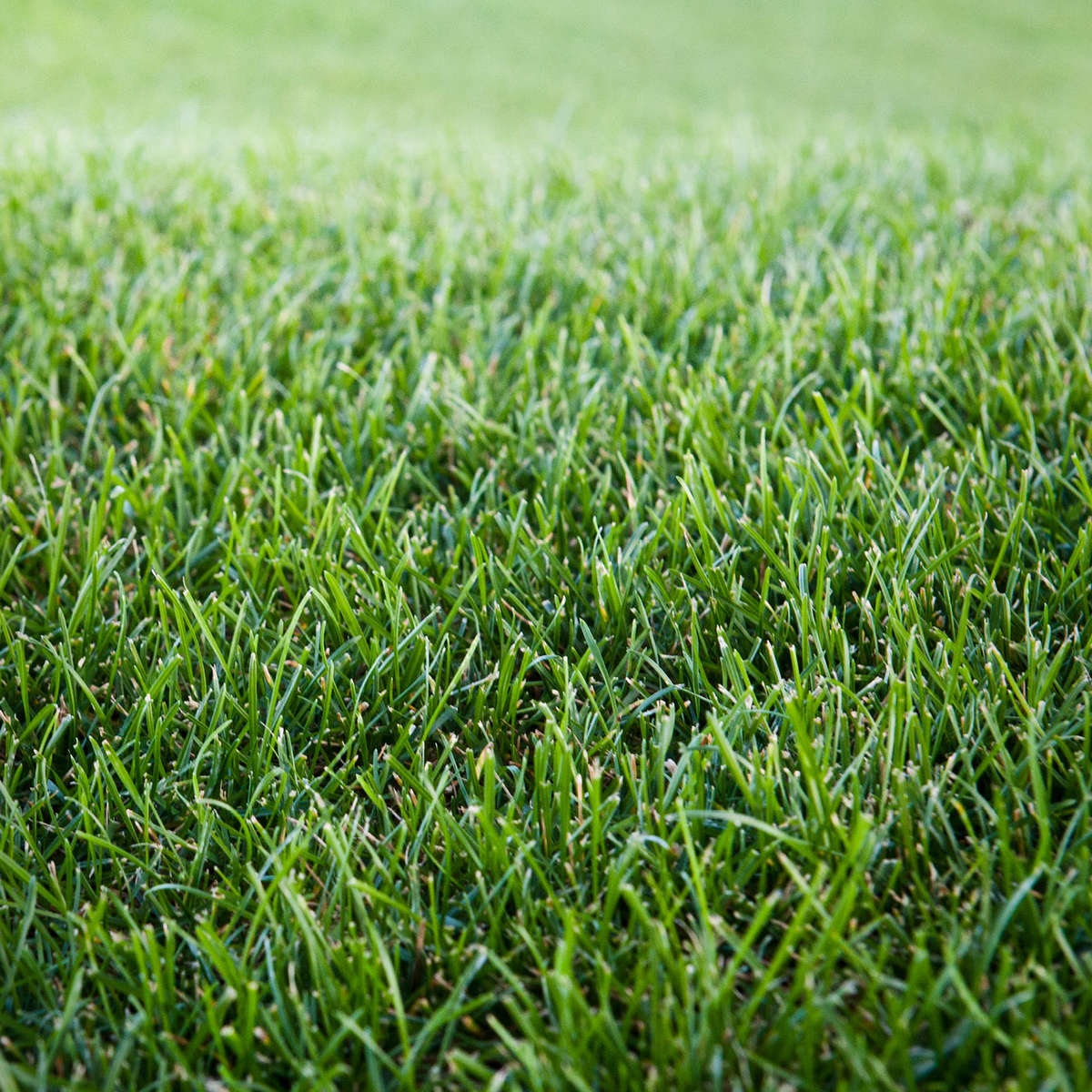 Lush, green lawn