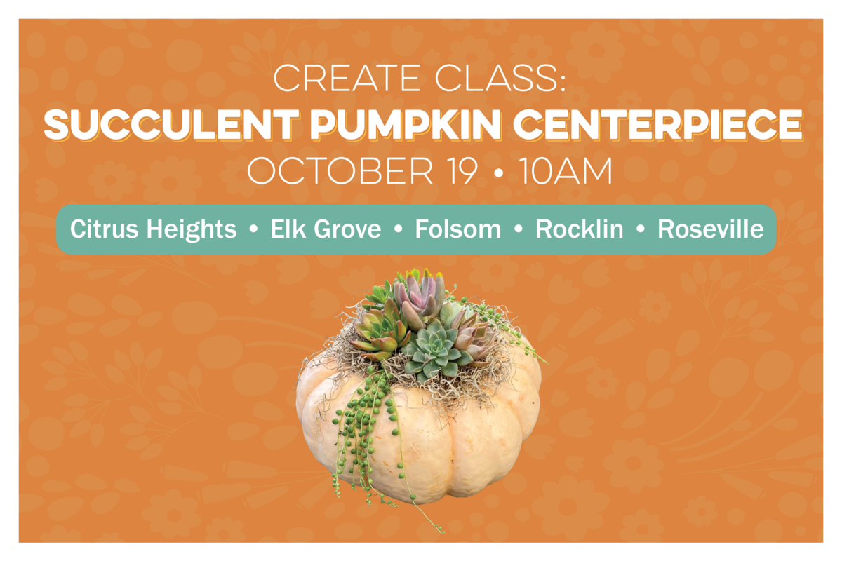 Create Class: Succulent Pumpkin Centerpiece on October 21 at 10am at the following location citrus heights, elk grove, folsom, rocklin, roseville