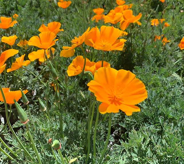 Orange California Poppy Bush