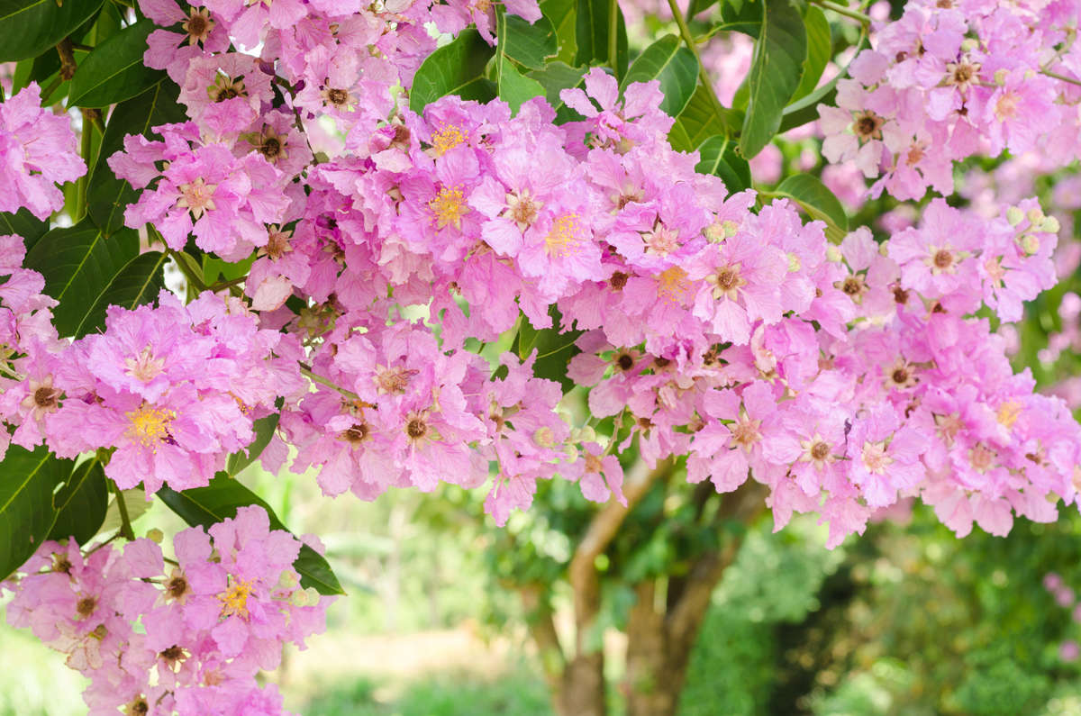 Crape Myrtle Muskogee in full bloom