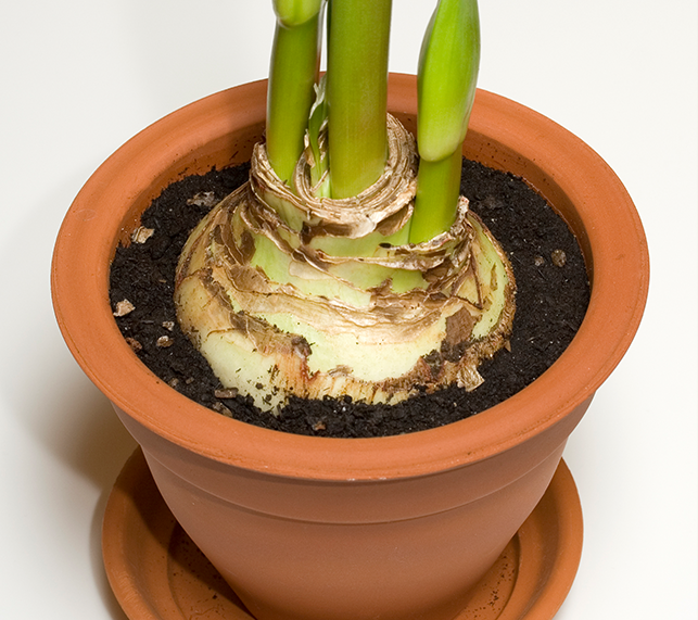 Large amaryllis blub with 3 blooms in a terra cota pot