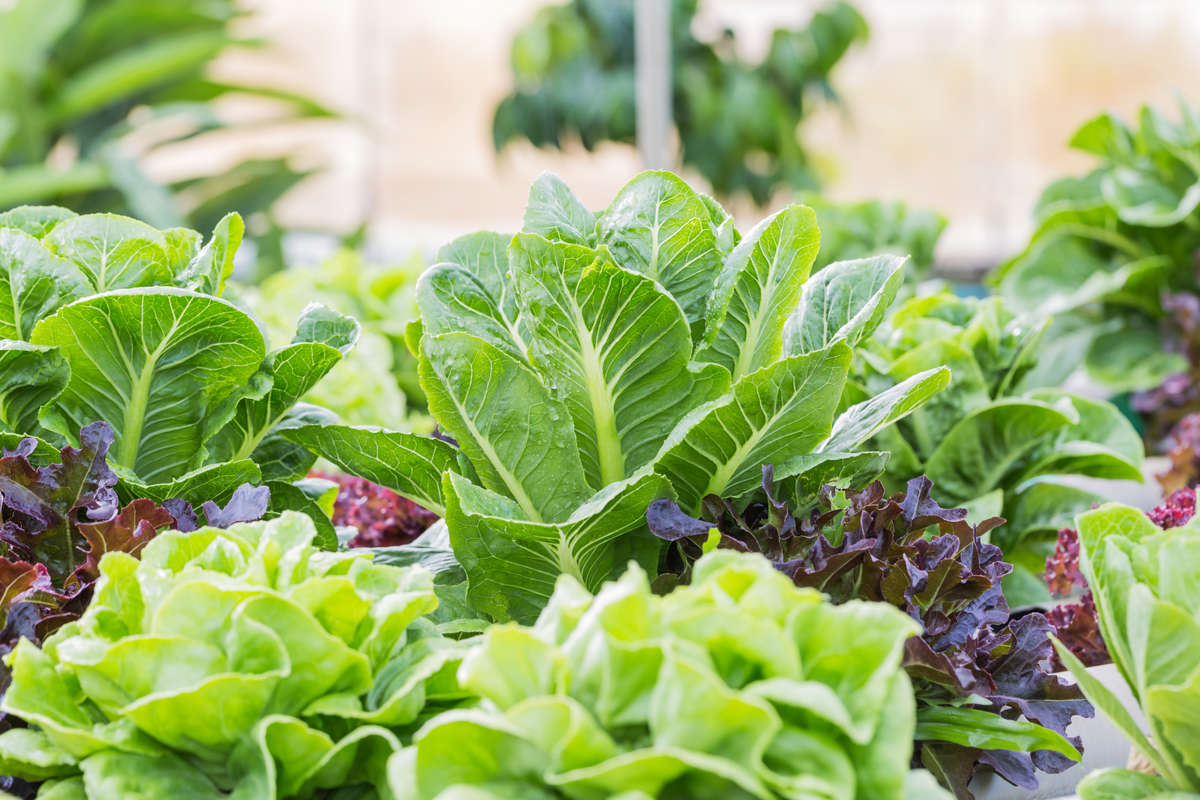 Winter Vegetable Garden