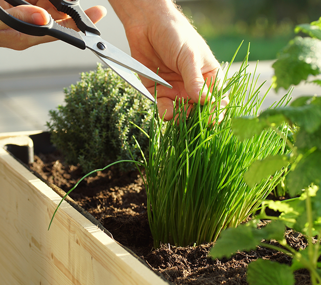 Person cutting chives from their herb garden.