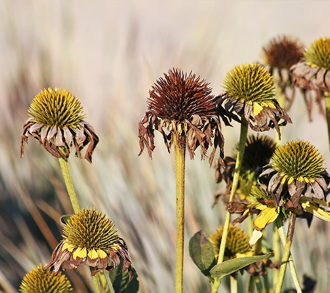 Coneflowers at the end of the season looking cripsy 