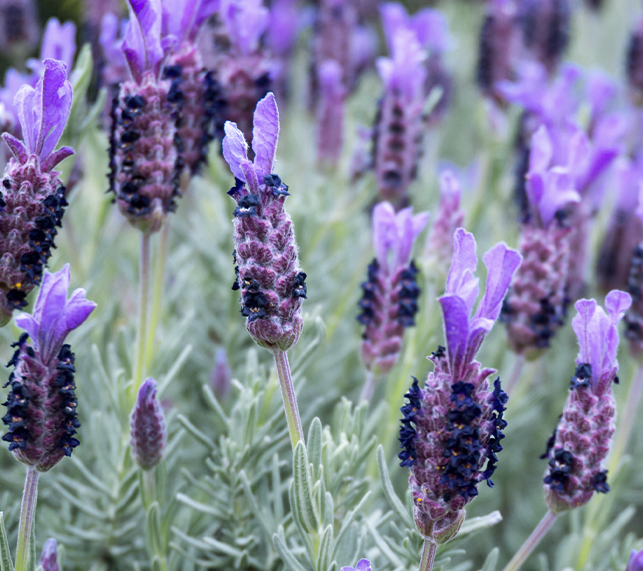 Spanish Lavender with its pine cone shaped flowers and bunny ear shaped bract