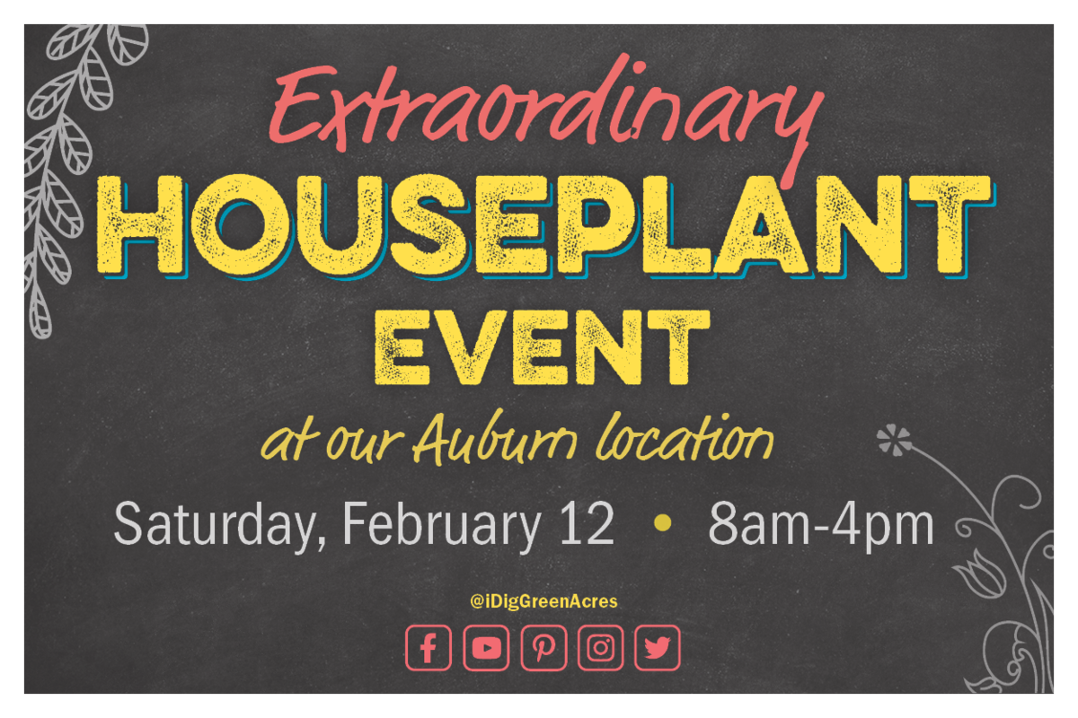 Extraordinary Houseplant Event in Auburn
