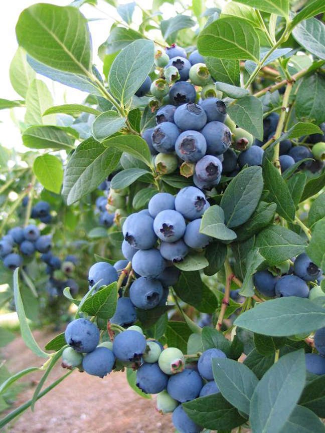 Blueberry 'O'Neal'