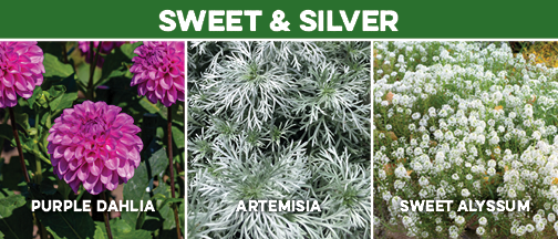 Sweet & Silver Purple Dahlia Artemisia Sweet Alyssum