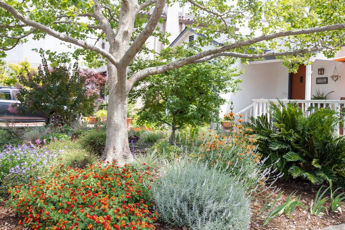 Garden full of heat tolerant plants