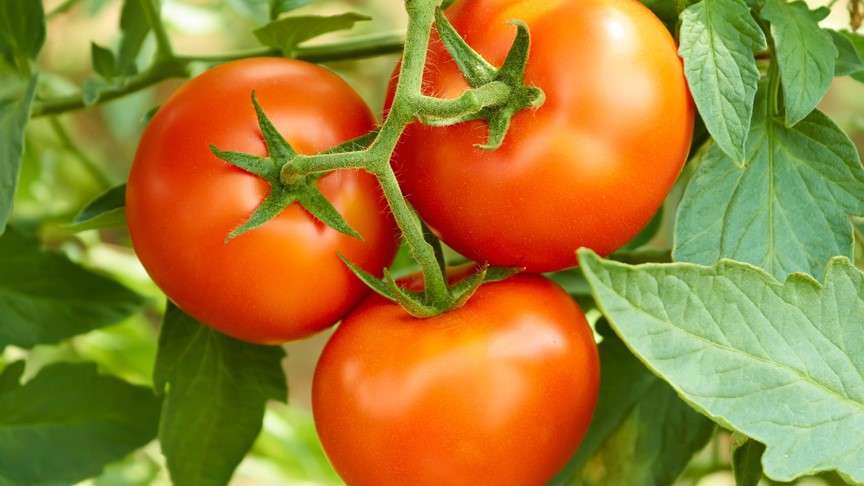 Early Girl Tomatoes on Vine