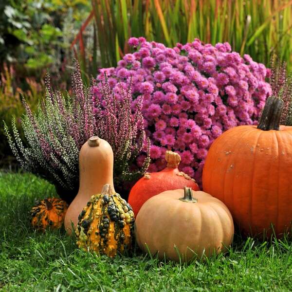 Pumpkins on lawn with mums