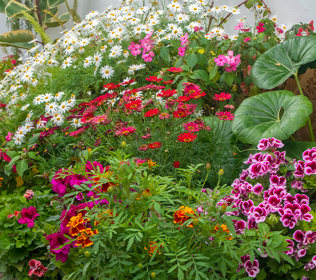 Large mix of perennial and annual flowers 