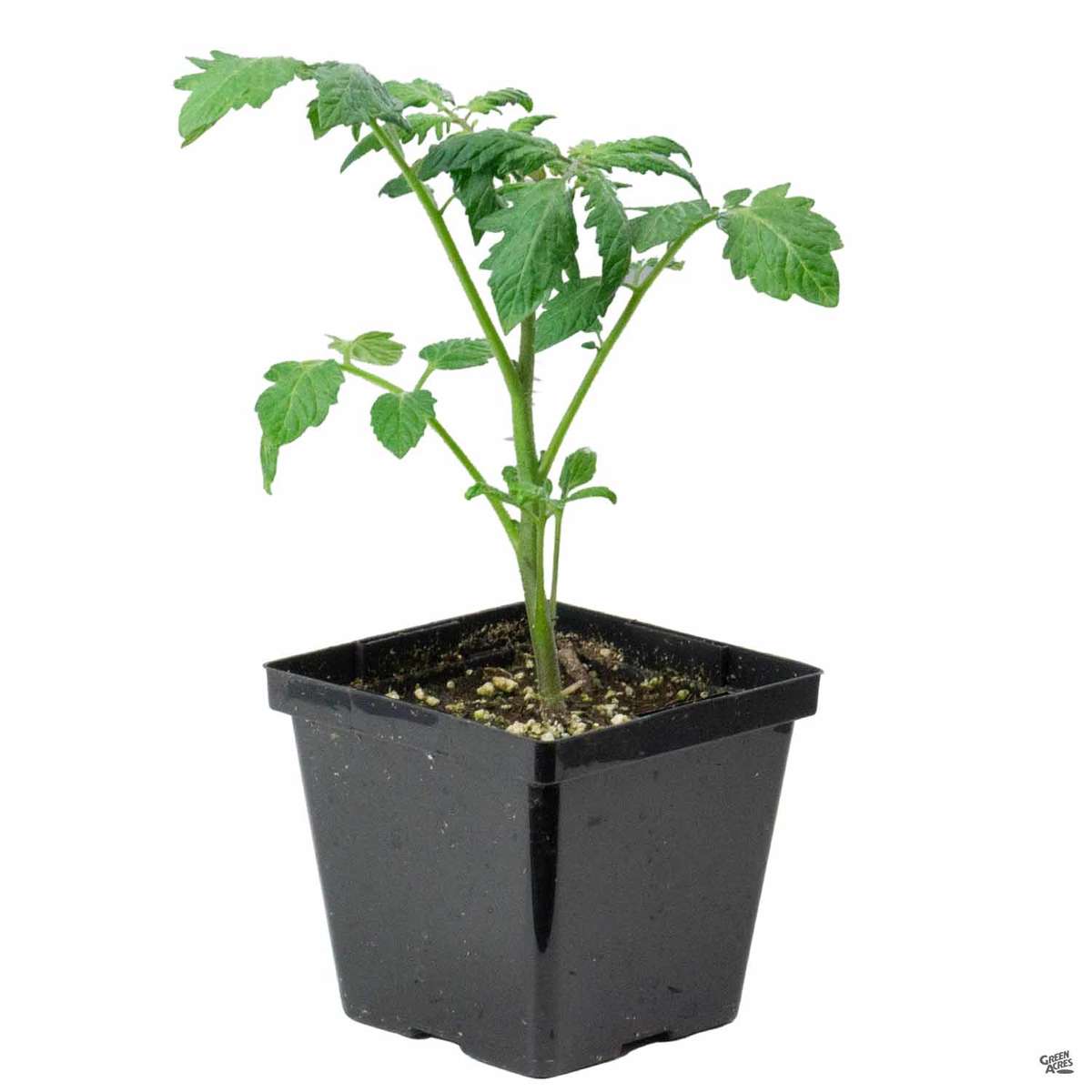 Tomato Start in four inch pot