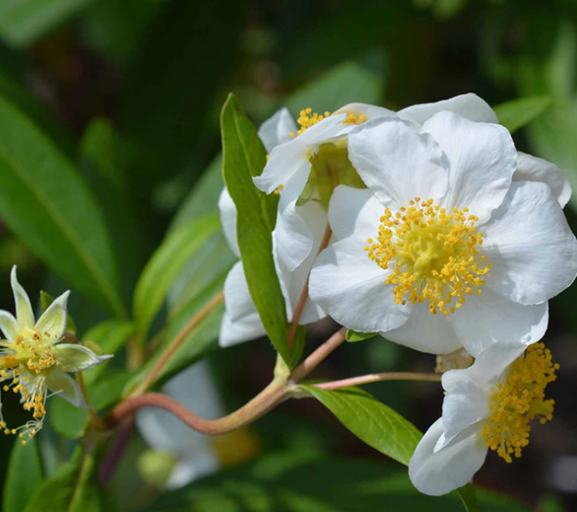 Bush Anemone with white flowers and a yellow yolk like center