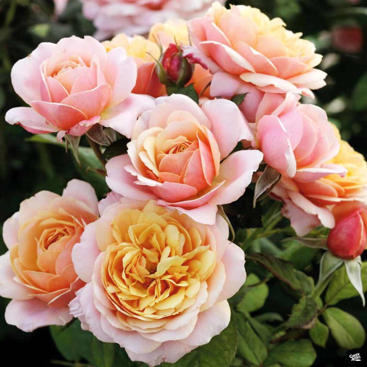 Rose Grandiflora State of Grace