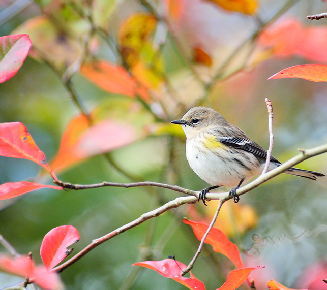 Bird sitting on branch in a tree with fall colors