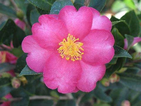Deep rose colored Camellia sasanqua flower up close