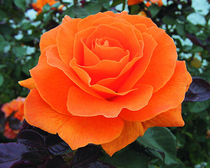 Floribunda Vavoom Floribunda Vavoom
