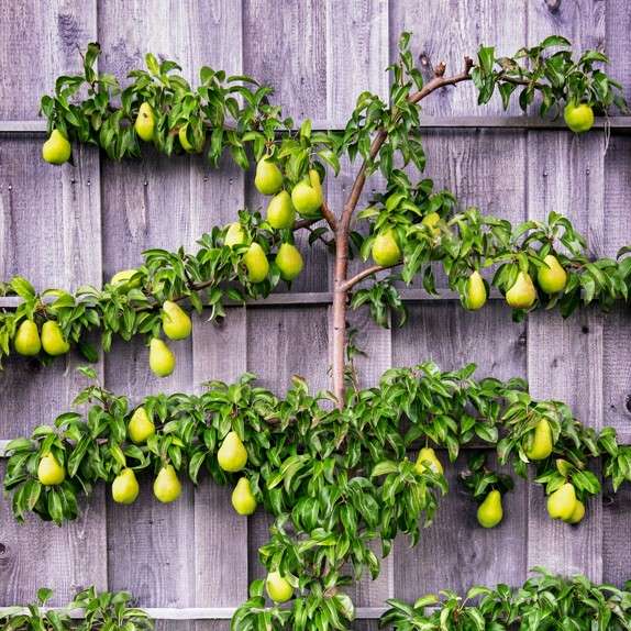 Espalier pear tree