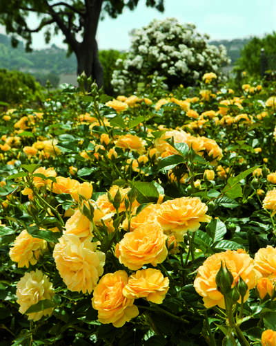 Rose Floribunda Julia Child