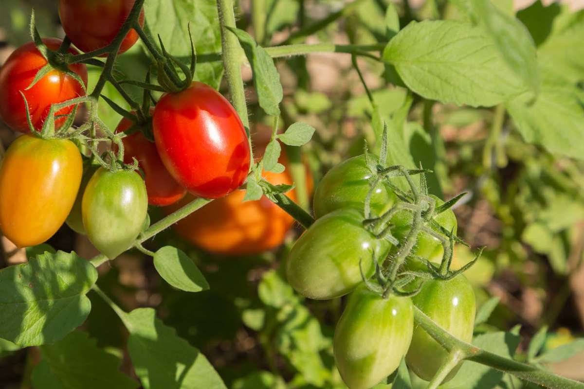 Cherry tomatoes on vine