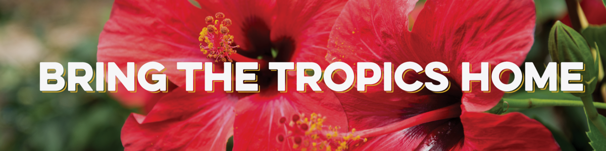 Bring The Tropics Home with our tropical plant collection