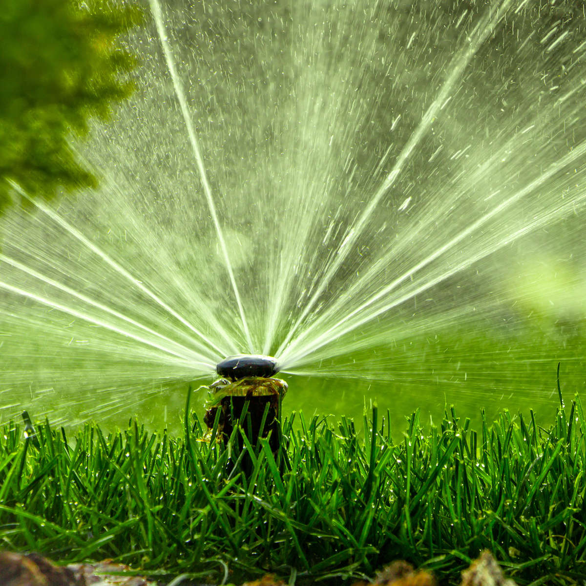 Sprinkler watering grass